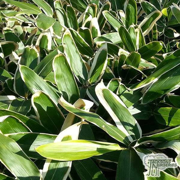 Buy Sasa veitchii online from Jacksons Nurseries